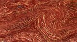 Polished Snakeskin Jasper Section - Western Australia #95210-1